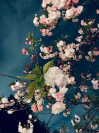 cherry blossoms against a dark sky